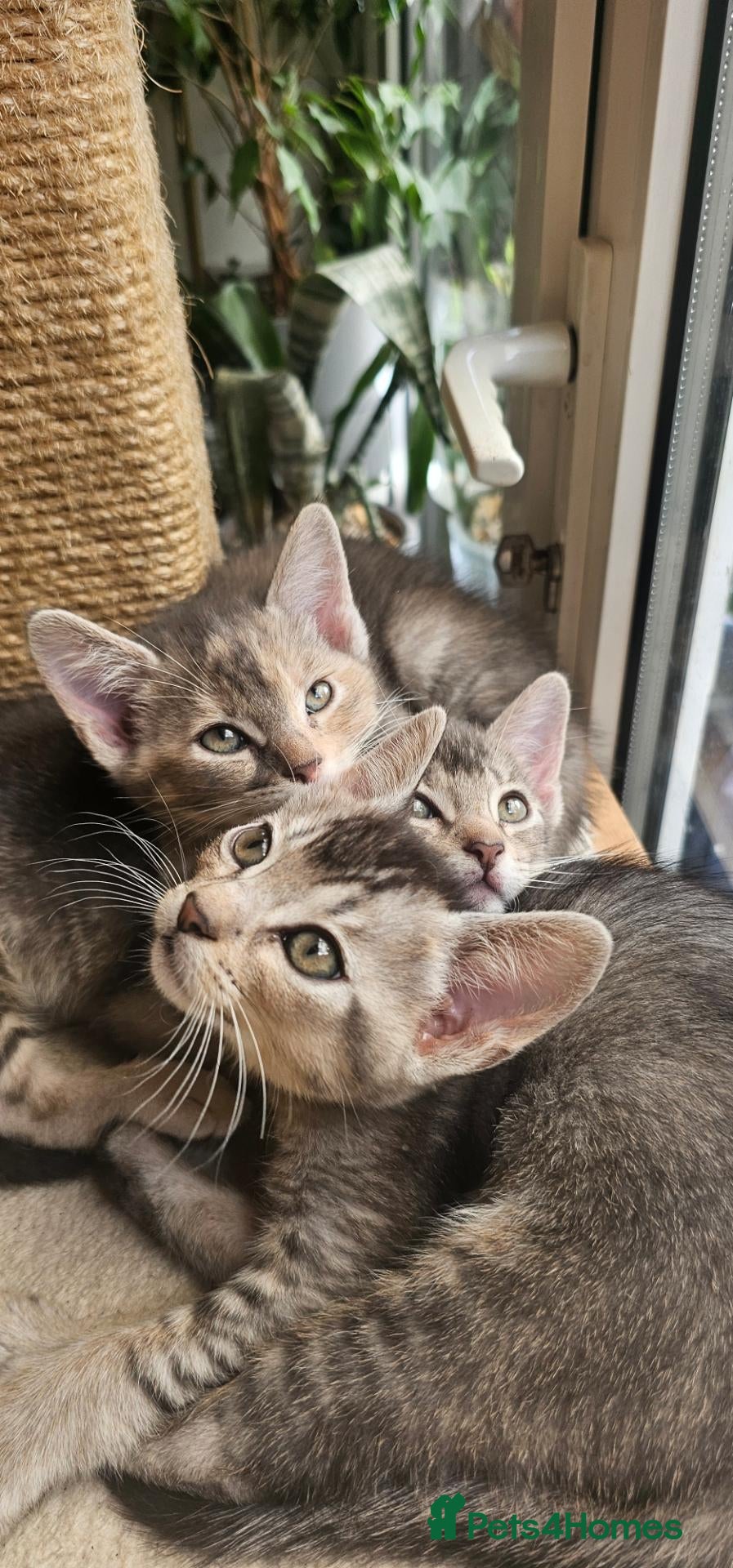 Mixed Breed cats for sale: 🐾 3 Beautiful Abyssinian x Bengal Girls 🐾 - Advert 13