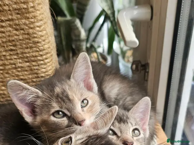 Mixed Breed cats for sale: 🐾 3 Beautiful Abyssinian x Bengal Girls 🐾 - Advert 5