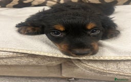 Cockapoo dogs for sale: F1 cockapoo puppies  - Image 10