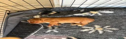 Cocker Spaniel dogs for sale: Gorgeous working type cocker spaniel puppies - Advert 4