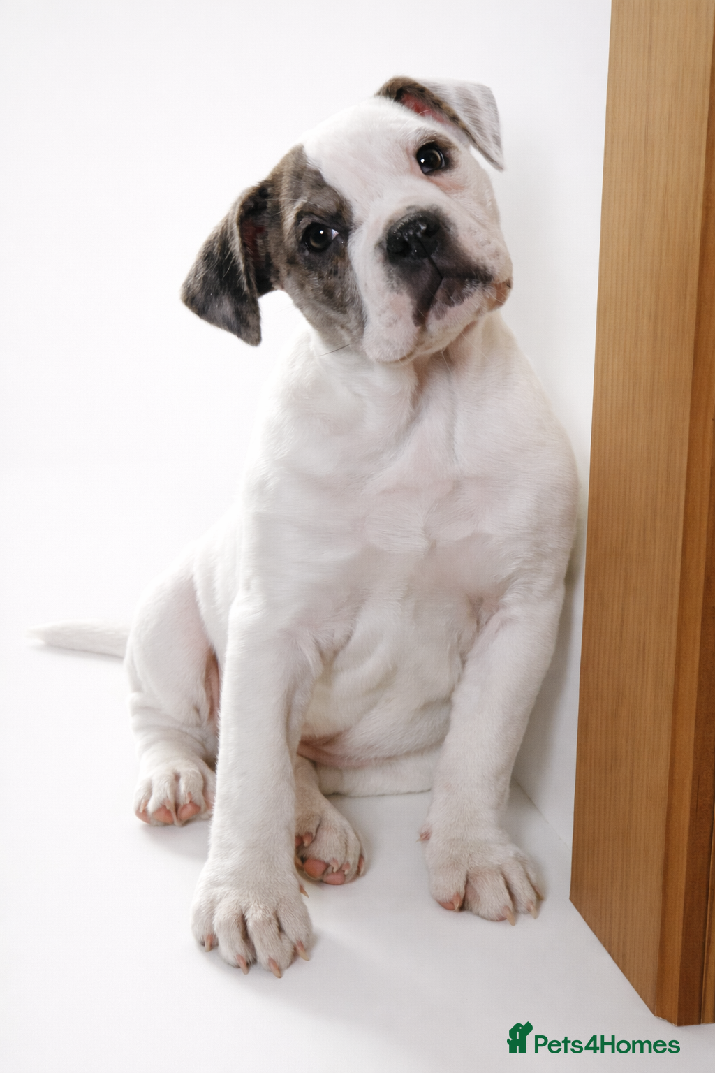 Alapaha Blue Blood Bulldog dogs Stunning IABBR Alapaha BBB Female  - Advert 2