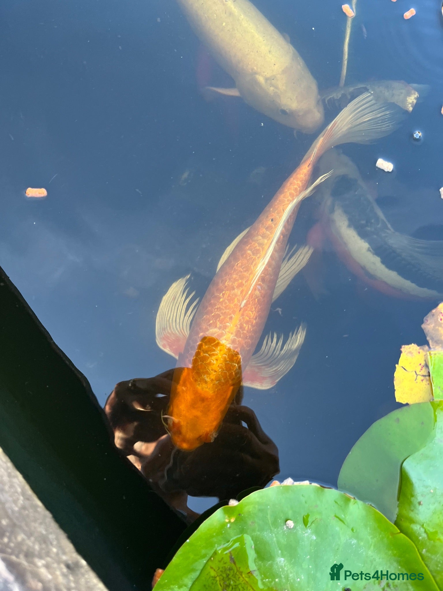 Koi Carp fish Beautiful golden butterfly Koi - Advert 1