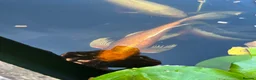 Koi Carp fish for sale: Beautiful golden butterfly Koi in Carmarthen - Advert 1