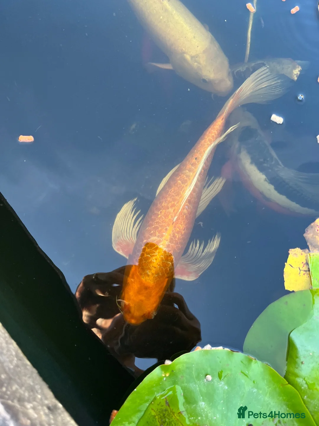 Koi Carp fish for sale: Beautiful golden butterfly Koi in Carmarthen - Advert 1