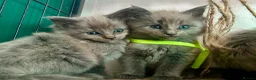 Maine Coon cats for sale: MAINE COON KITTENS FOR SALE 🐺🩶 - Advert 10