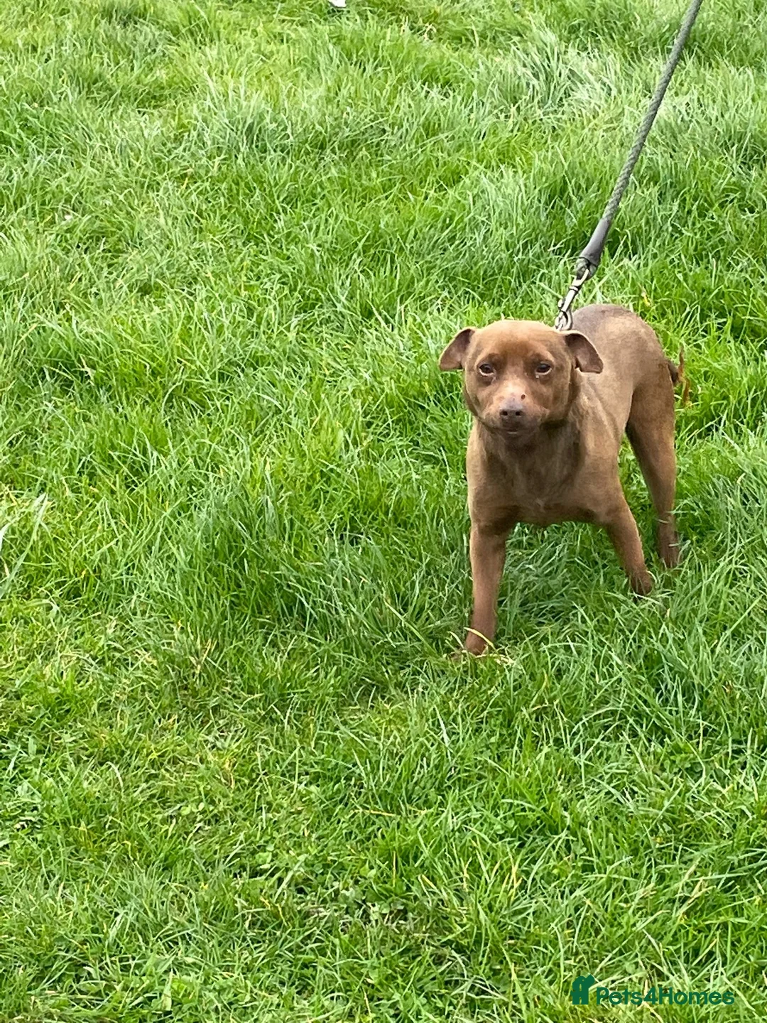 Patterdale Terrier dogs for sale: Patterdale terrier in Middlesbrough - Advert 6