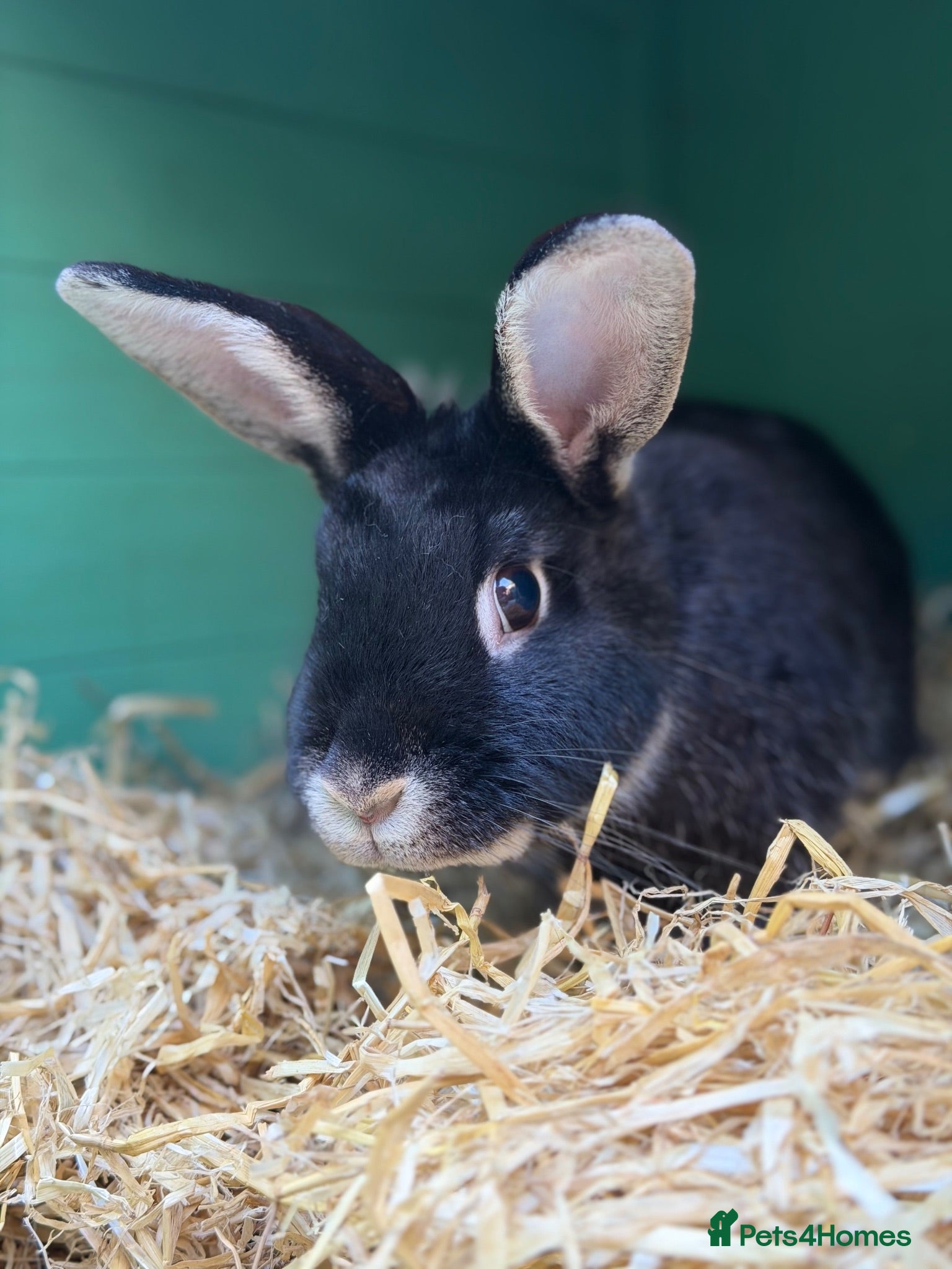 Mixed Breed rabbits Nova female rabbit in need of forever home  - Advert 22