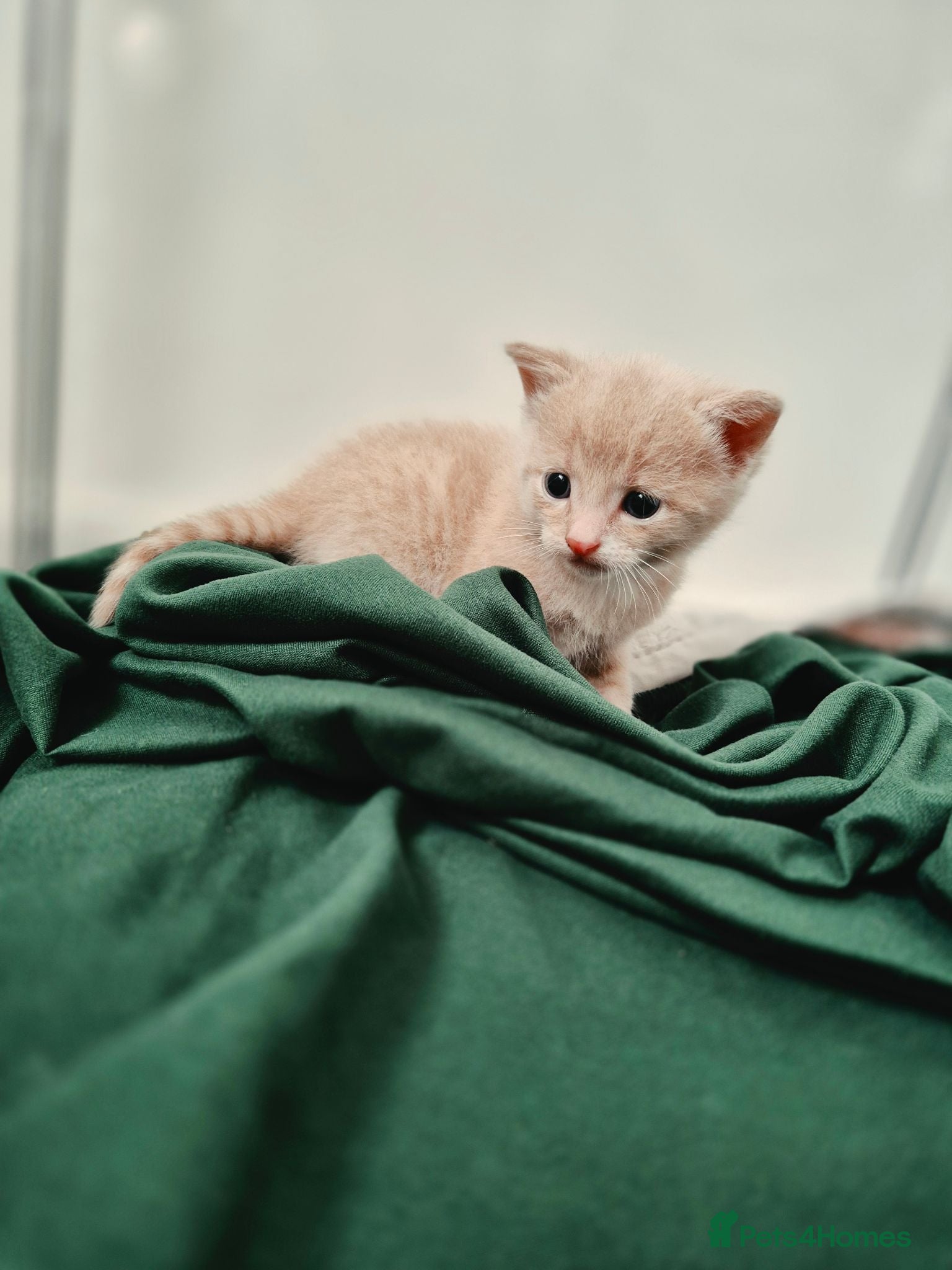 Mixed Breed cats Beautiful Playful Ginger & Tri-Colour Kittens 🐾 - Advert 5