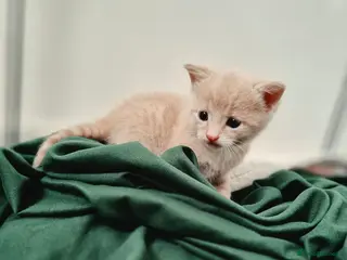 Mixed Breed cats Beautiful Playful Ginger & Tri-Colour Kittens 🐾 - Advert 5