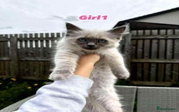 Ragdoll cats for sale: 4 ragdoll Kittens – Ready for Their New Homes - Image 8