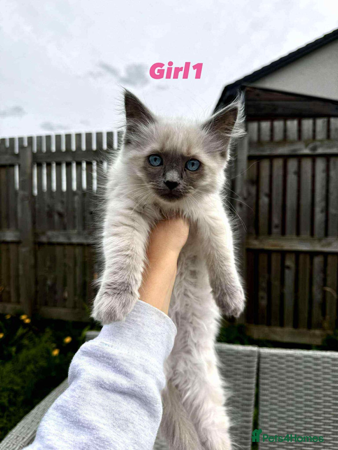 Ragdoll cats for sale: 4 ragdoll Kittens – Ready for Their New Homes - Image 8