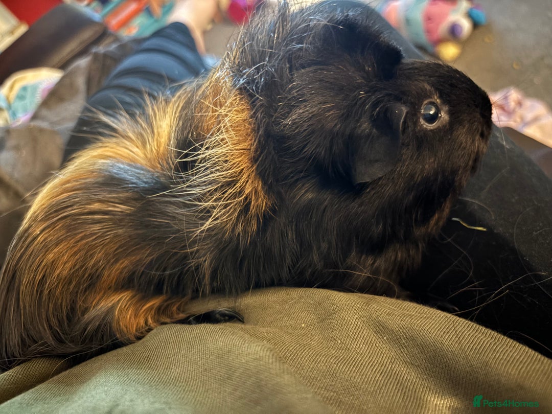 Guinea Pig rodents for sale: Two female bonded guinea pigs  - Advert 1