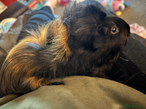 Guinea Pig rodents Two female bonded guinea pigs - Advert 1