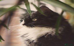 Maine Coon cats for sale: Pure Maine Coons – European Lines - Advert 4