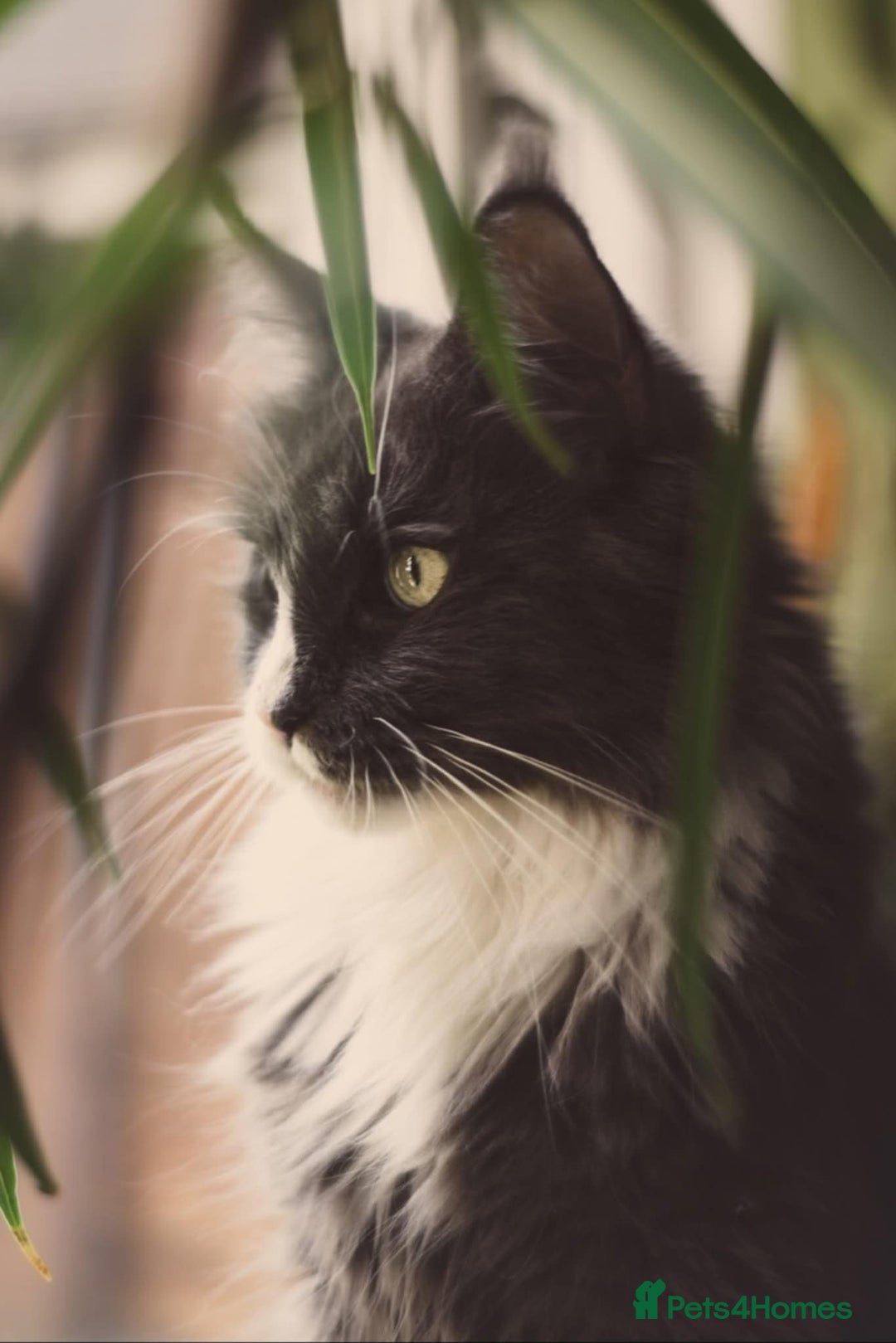 Maine Coon cats for sale: Pure Maine Coons – European Lines - Advert 4