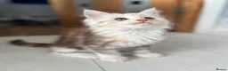 Maine Coon cats for sale: Cute Main coon boys girls kittens blue eyes  - Advert 3