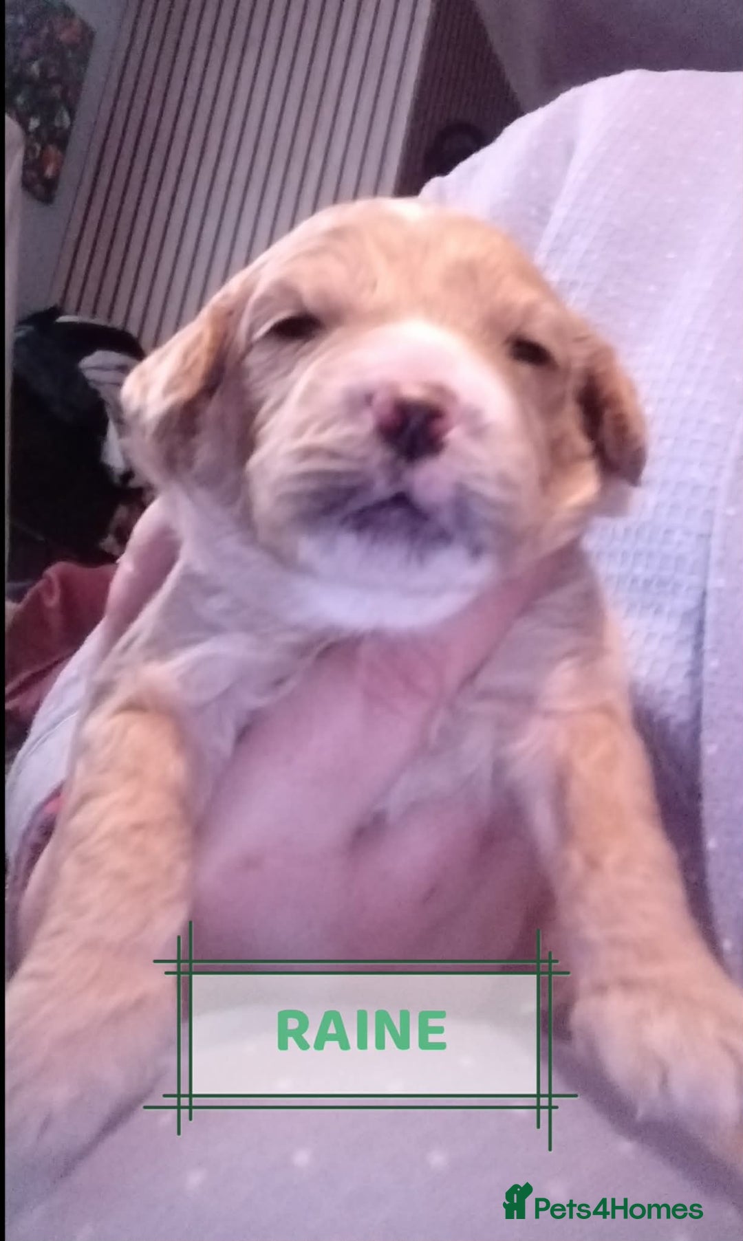 Mixed Breed dogs for sale: Adorable Maltipoo/Cockapoo Puppies - Advert 12