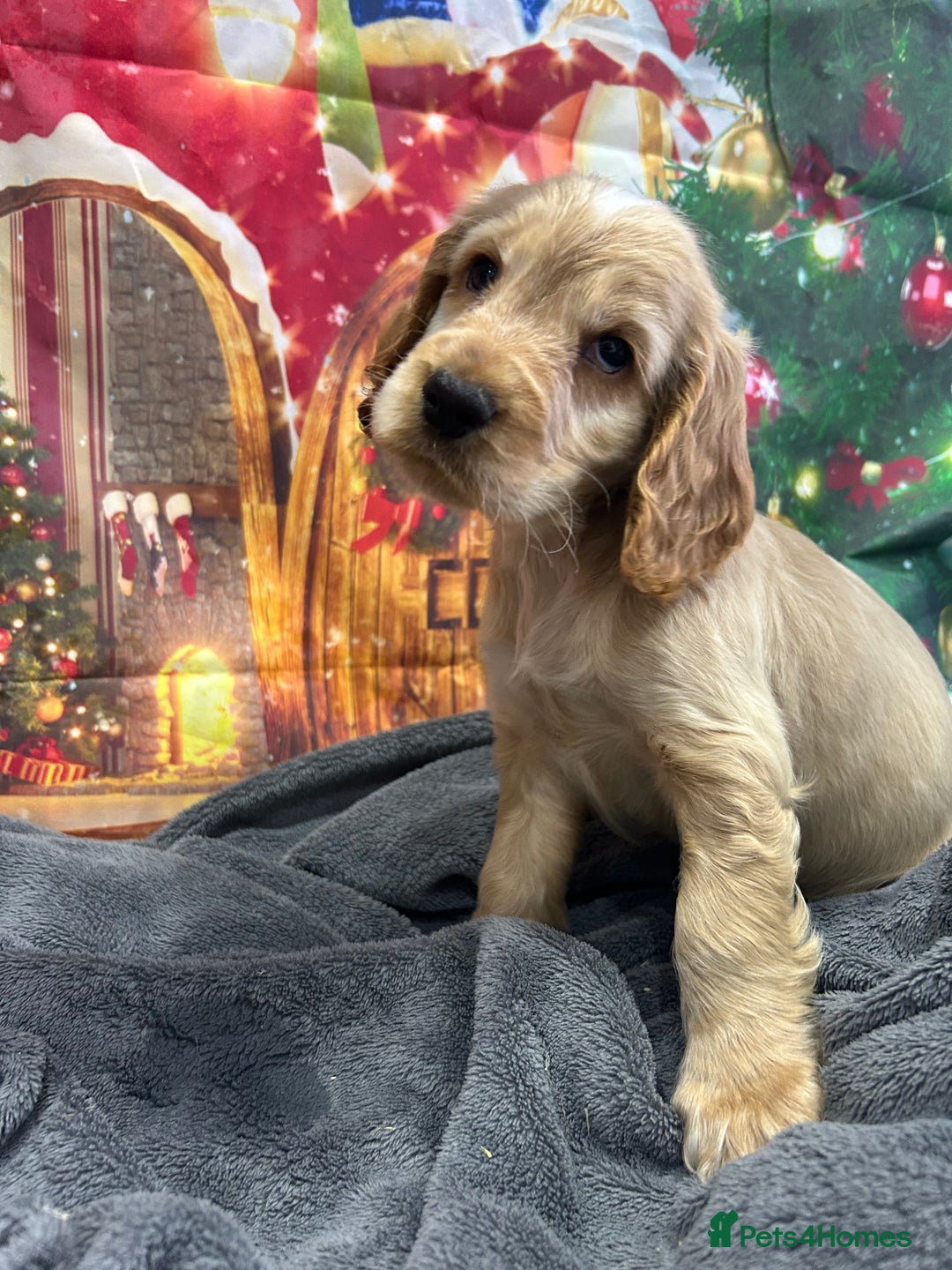 Cocker Spaniel dogs for sale: KC registered, health tested, Show cocker spaniels - Advert 4