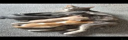 Mixed Breed cats for sale: 4 kittens  - Advert 2