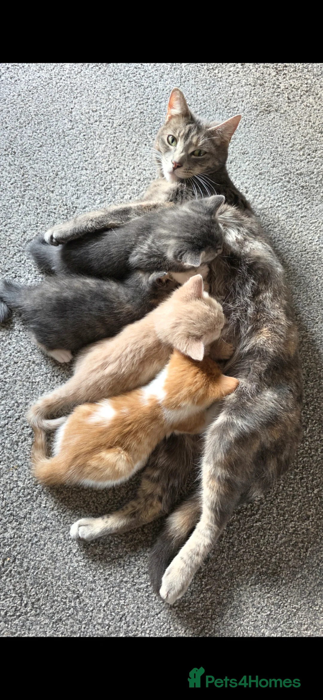 Mixed Breed cats for sale: 4 kittens  - Advert 2