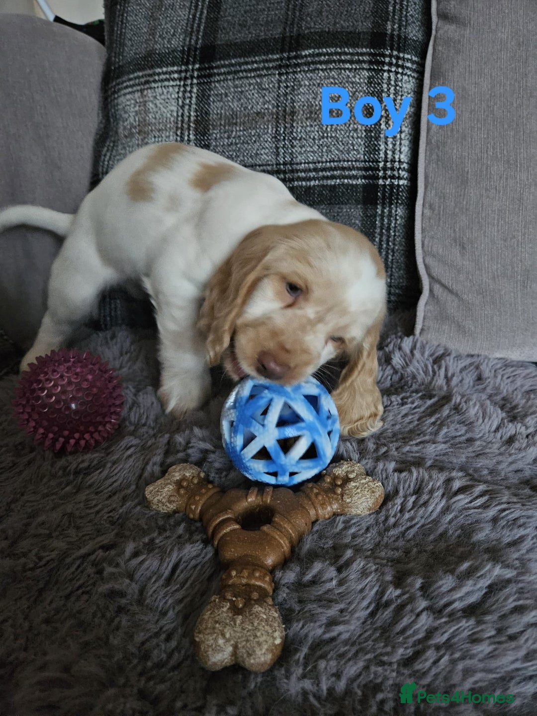 Cocker Spaniel dogs for sale: stunning show cockers - Image 18