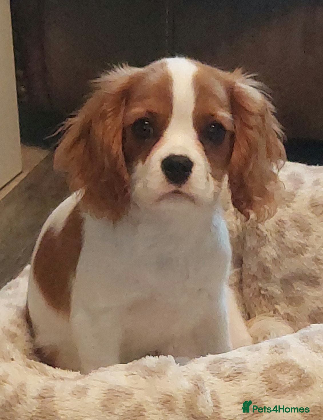 Cavalier King Charles Spaniel dogs Kc Reg Cavalier King Charles Spaniel puppy - Advert 1