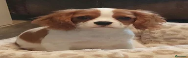 Cavalier King Charles Spaniel Puppy 1
