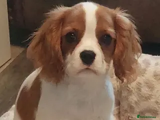 Cavalier King Charles Spaniel dogs Kc Reg Cavalier King Charles Spaniel puppy - Advert 1