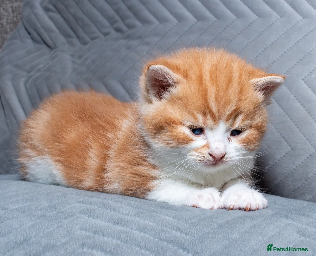 Mixed Breed cats for sale: Kitten Ginger Male Hand reared - Advert 10