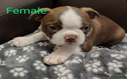 Boston Terrier dogs for sale: Three adorable KC Boston Terrier puppies - Image 6