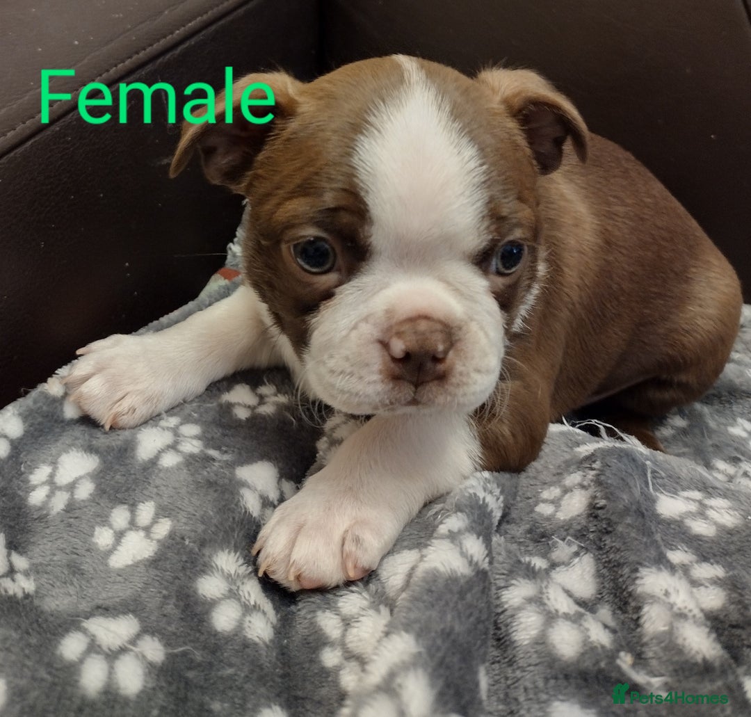 Boston Terrier dogs for sale: Three adorable KC Boston Terrier puppies - Image 6