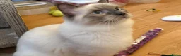 Ragdoll cats for sale: GCCF Registered Ragdoll Kittens - Advert 3