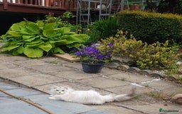 British Longhair cats for sale: British longhair male very friendly and gentle - Image 4
