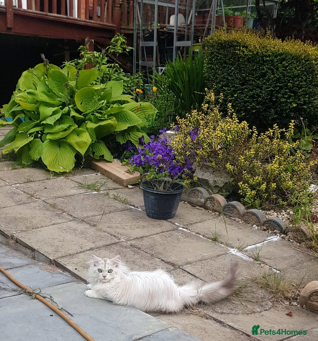 British Longhair cats for sale: British longhair male very friendly and gentle - Image 4