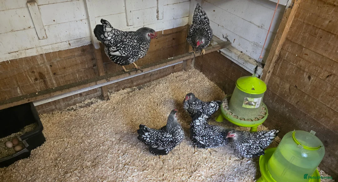 Chickens poultry for sale: silver laced wyandottes hens - Advert 3