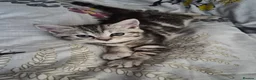 Mixed Breed cats for sale: Main Coon Mix - Advert 16