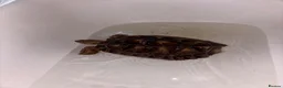 Tortoise reptiles for sale: Sulcata tortoise  - Advert 3