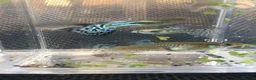 Other/Mixed Breed fish for sale: 🐟 HOME BRED FISH, SHRIMPS & SNAILS 🐌🐠🐟🦐 - Advert 12