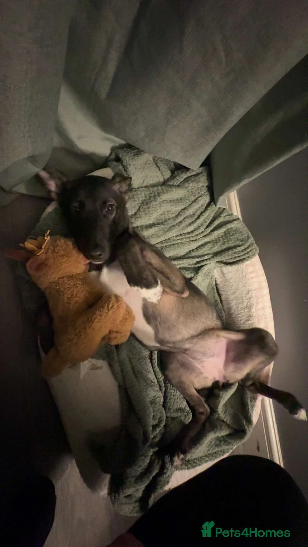 Mixed Breed dogs for sale: Bella Akita X Lurcher  - Advert 3