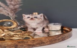 British Shorthair cats for sale: Blue eyed Silver tabby shaded BSH x Russian blue  - Image 20