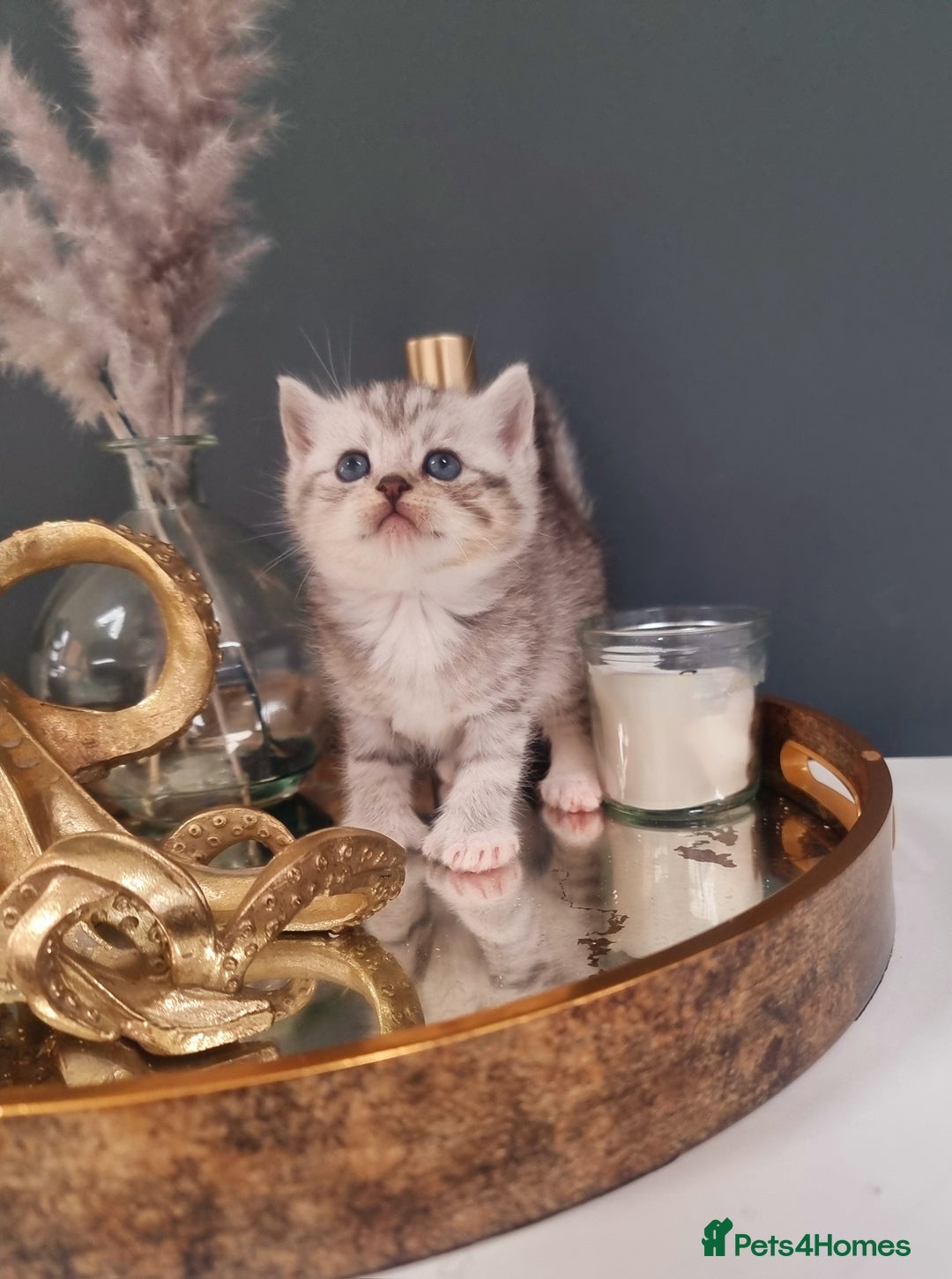 British Shorthair cats for sale: Blue eyed Silver tabby shaded BSH x Russian blue  - Image 20