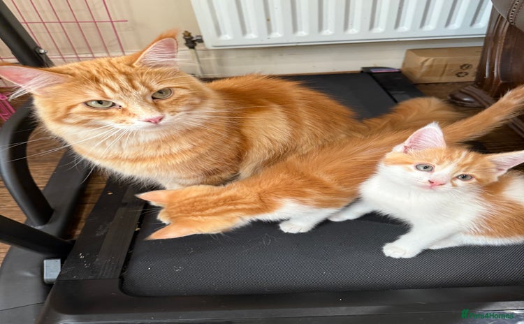 Maine Coon cats - Advert 1