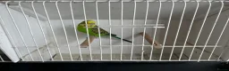Budgerigars birds for sale: Budgerigars in Whitchurch - Advert 4