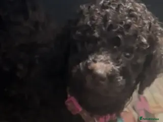 Standard Poodle dogs Standard poodle - Advert 8