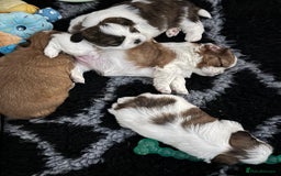 Shih Tzu dogs for sale: Beautiful Shih Tzu puppies  - Image 11