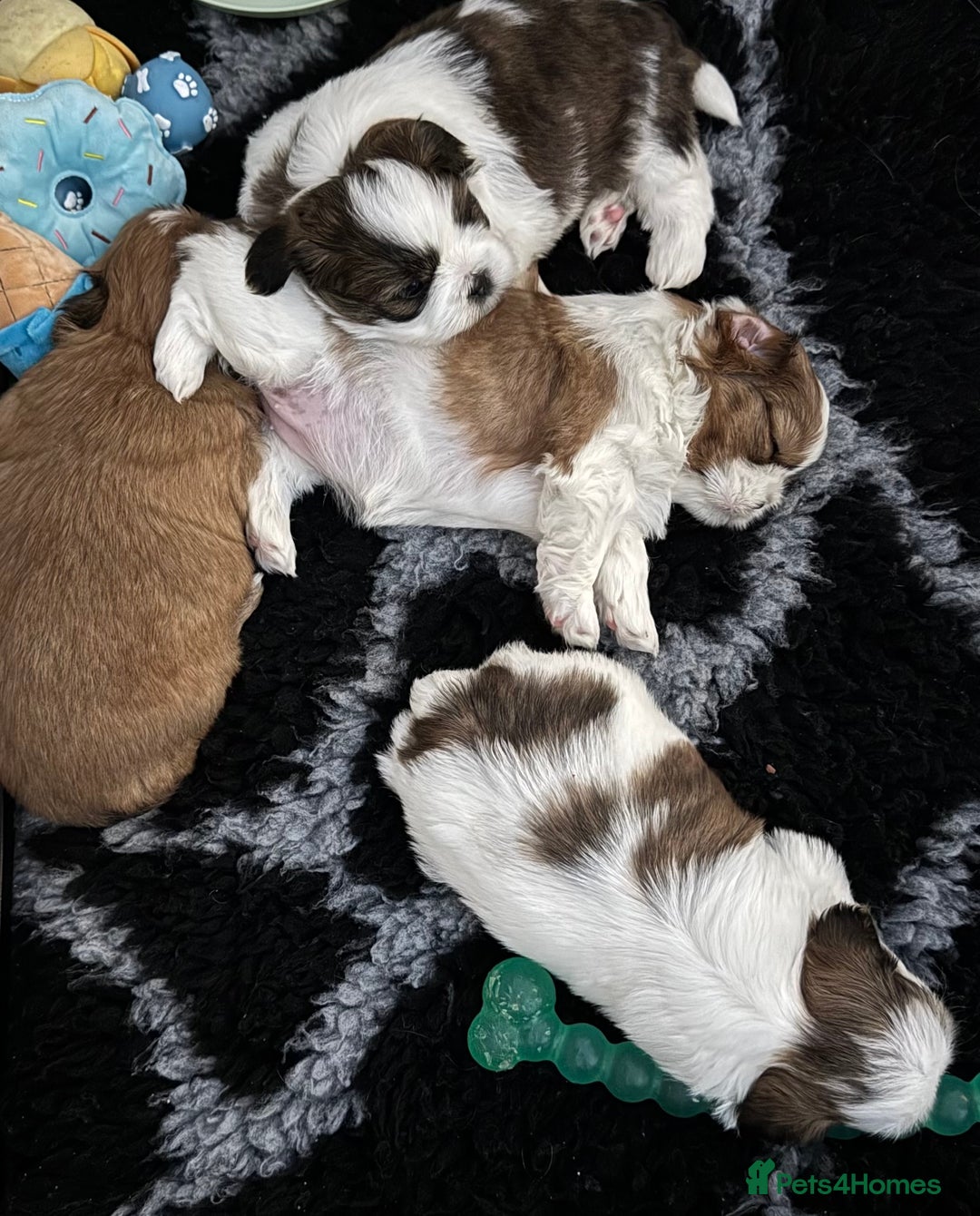 Shih Tzu dogs for sale: Beautiful Shih Tzu puppies  - Image 11