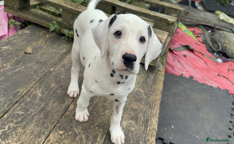 Dalmatian dogs - Advert 4