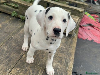 Dalmatian dogs - Advert 2