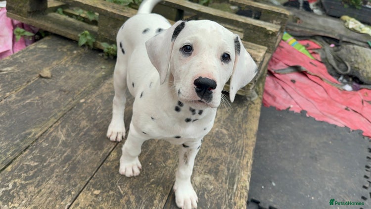 Dalmatian dogs - Advert 2