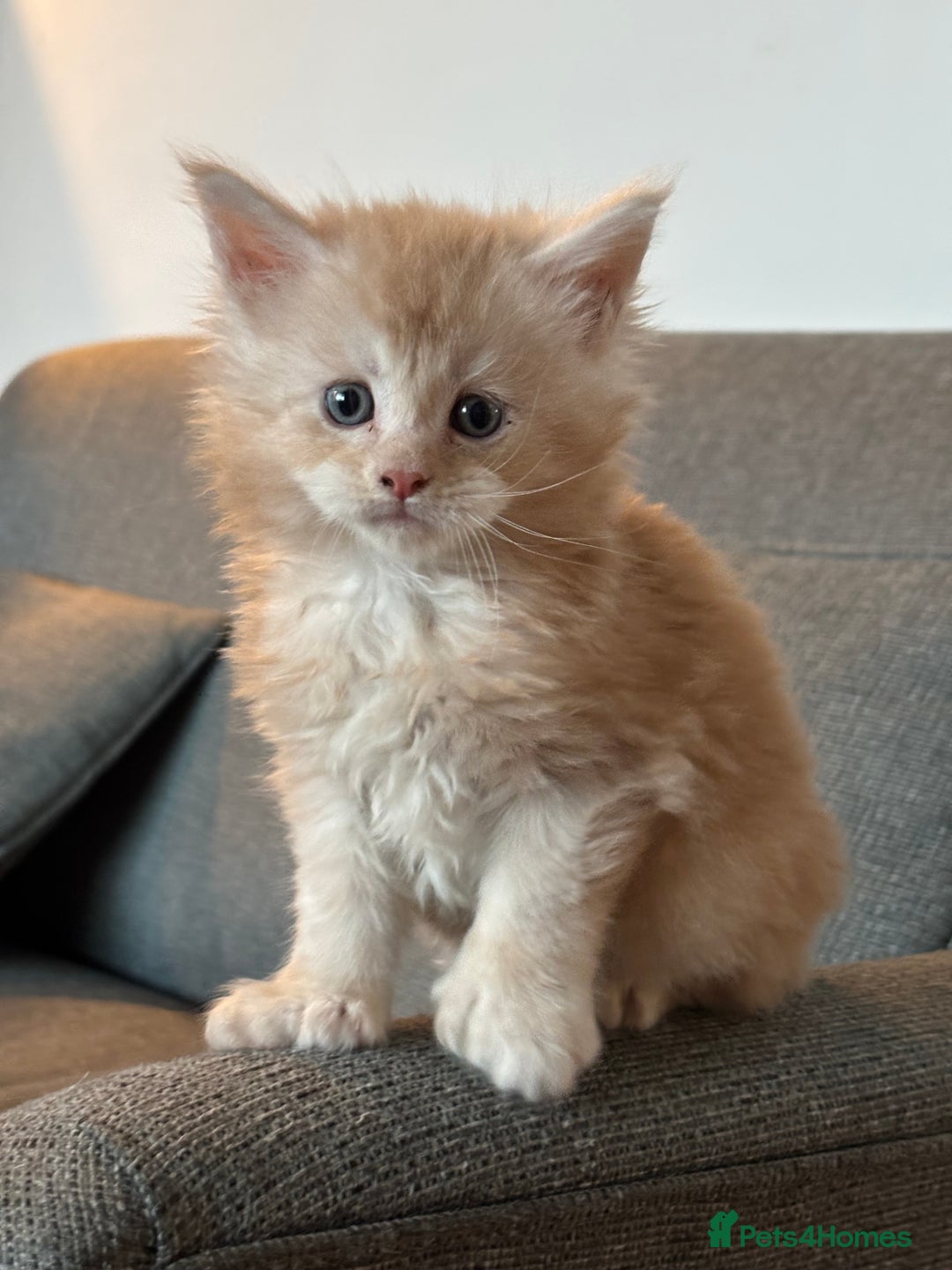 Maine Coon cats for sale: Maine Coon kittens polydactyl/non polydactyl  - Advert 6